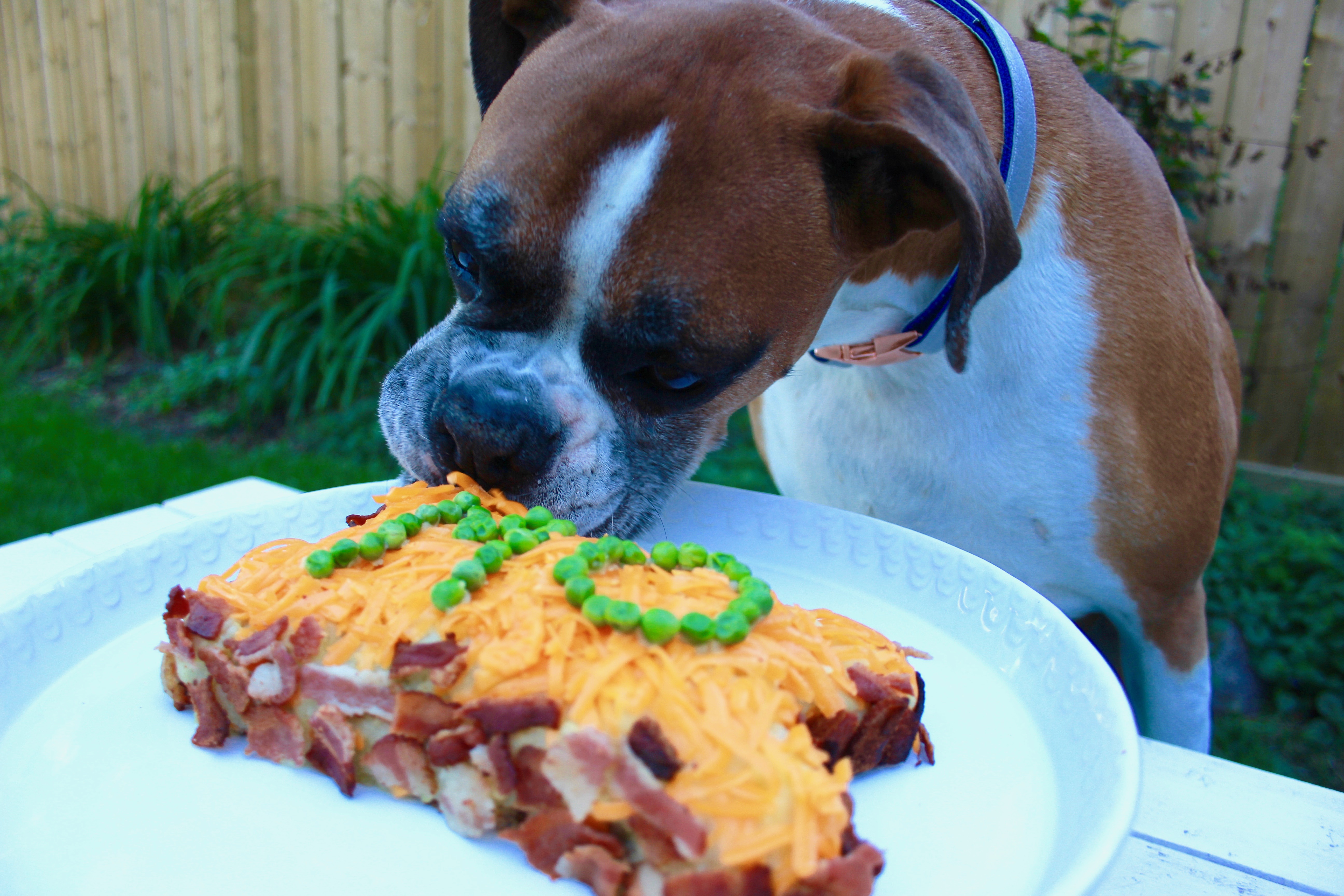 Dog birthday cake bison and bacon-5