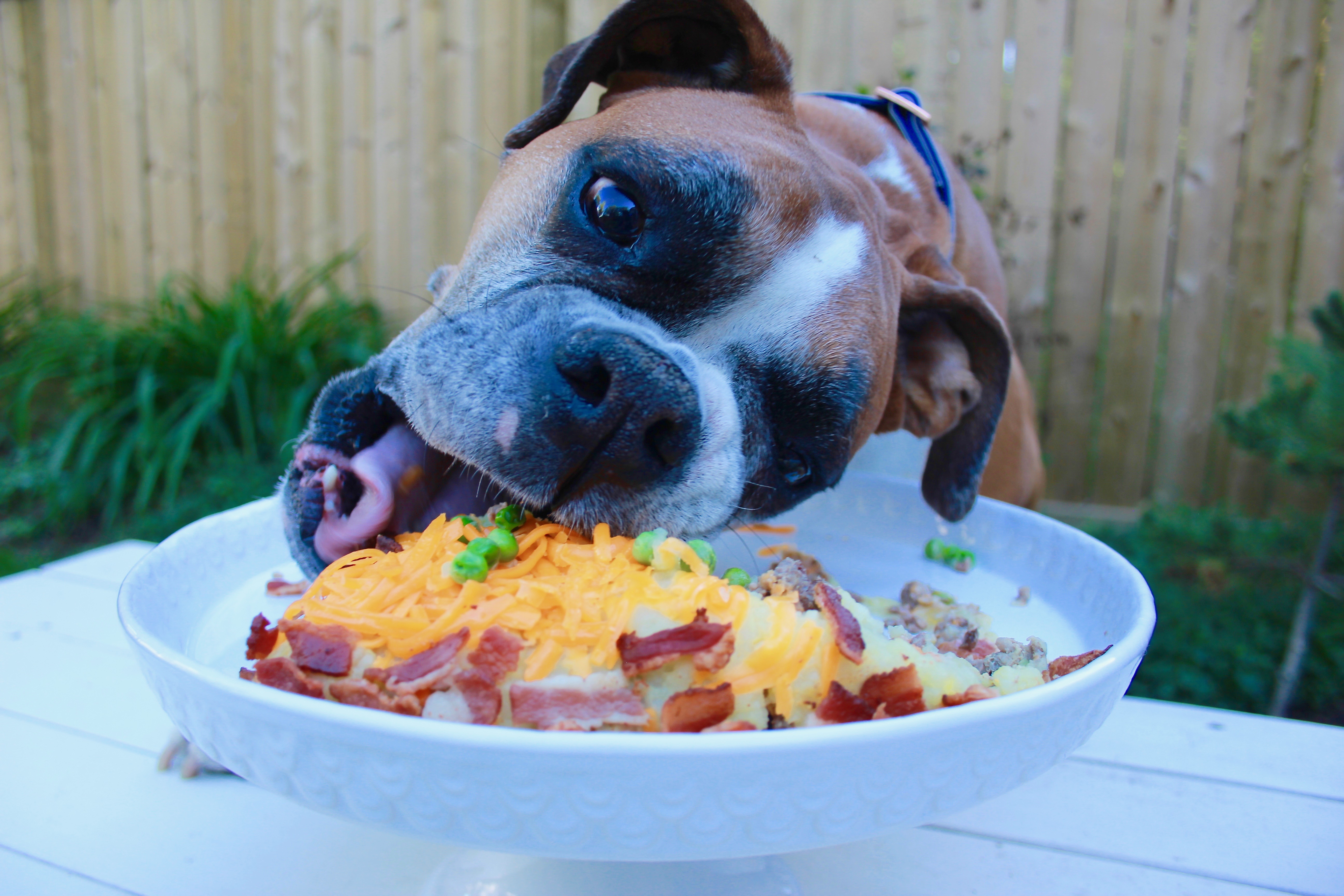 Dog birthday cake bison and bacon-6