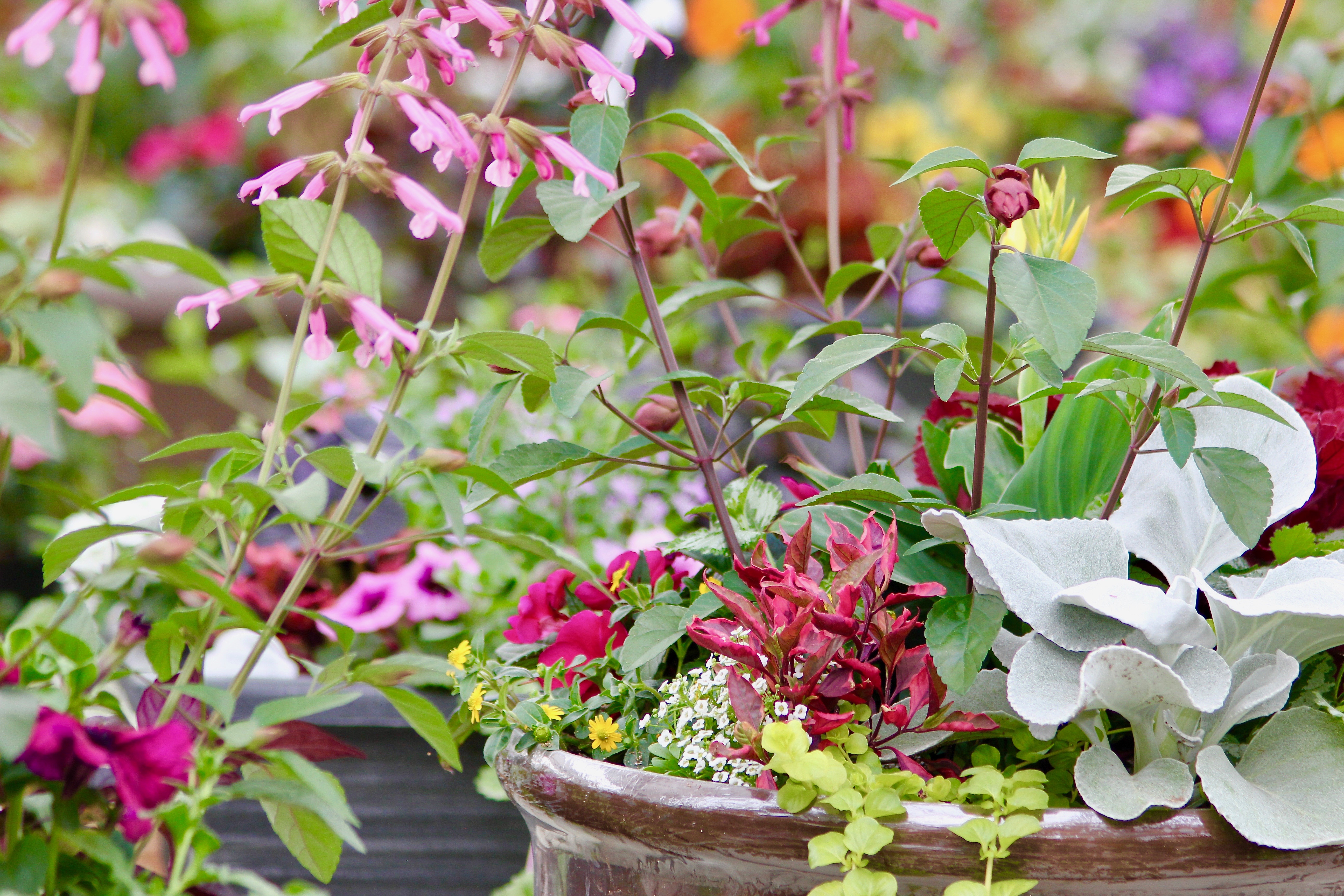 tips for savvy new gardeners-10