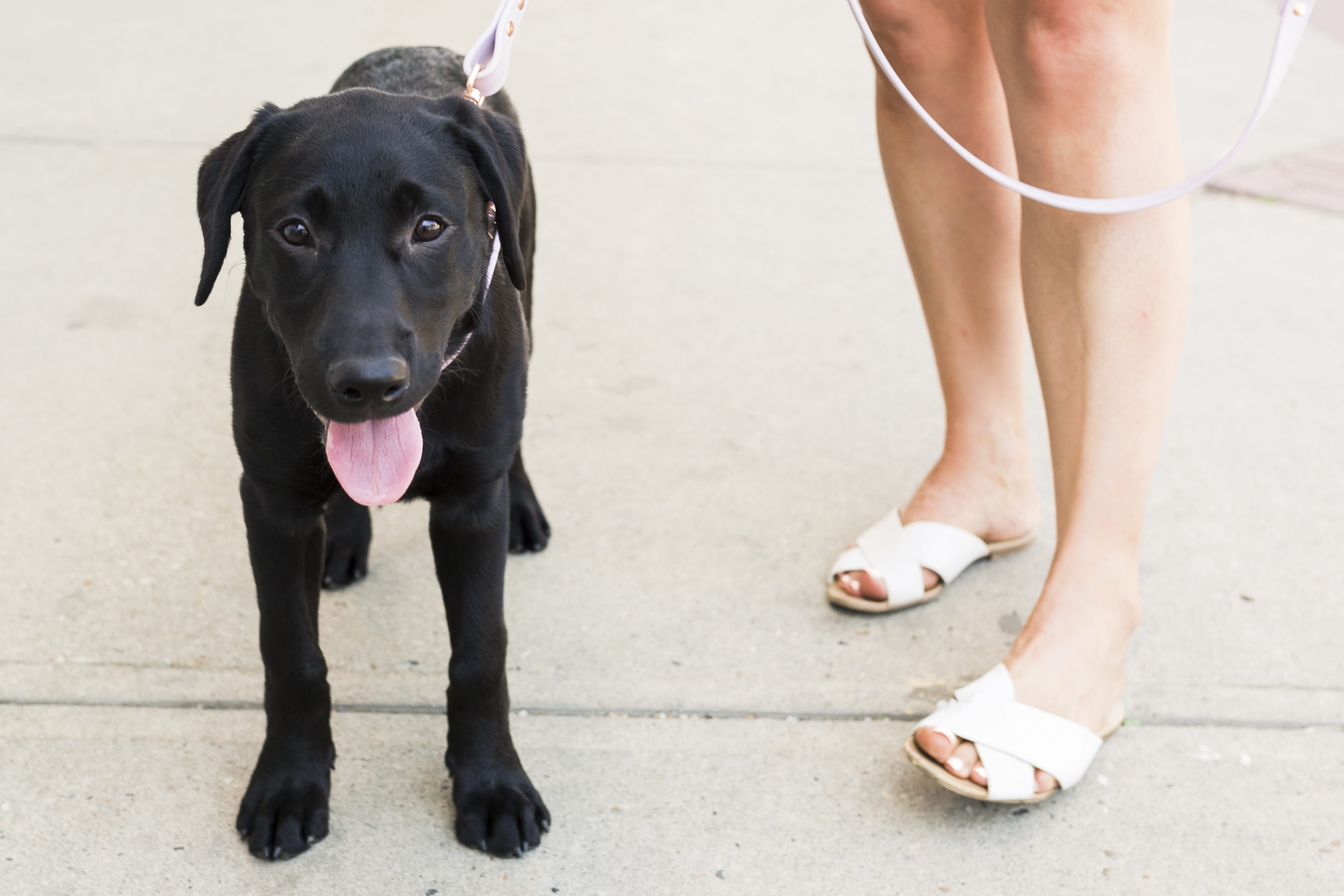 Stay calm and leash train your puppy-2