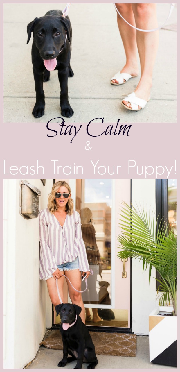 Stay calm and leash train your puppy-9
