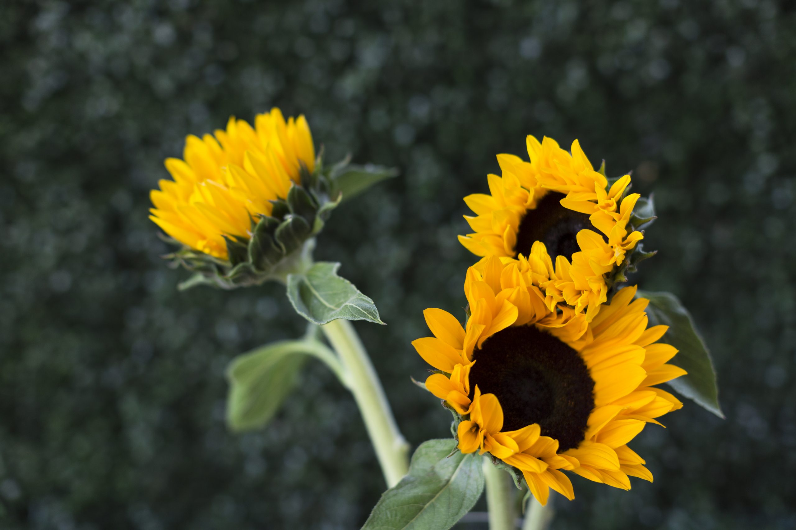 sunflowers on a bar cart